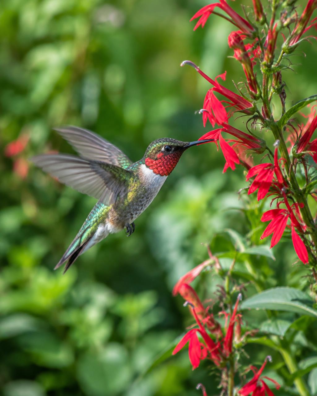 A ruby-throated hummingbird visiting red cardinal flowers